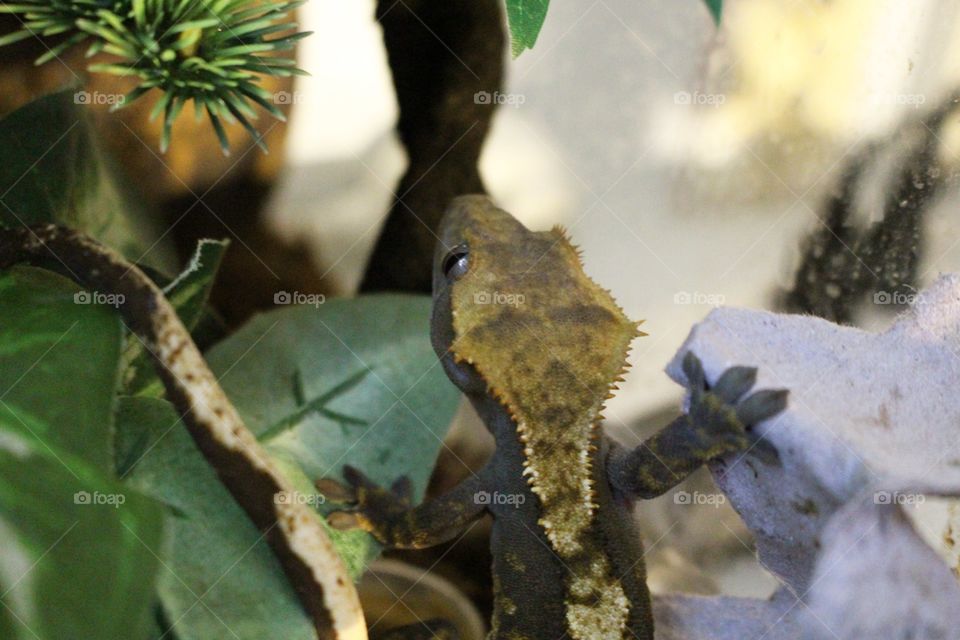 Male gecko