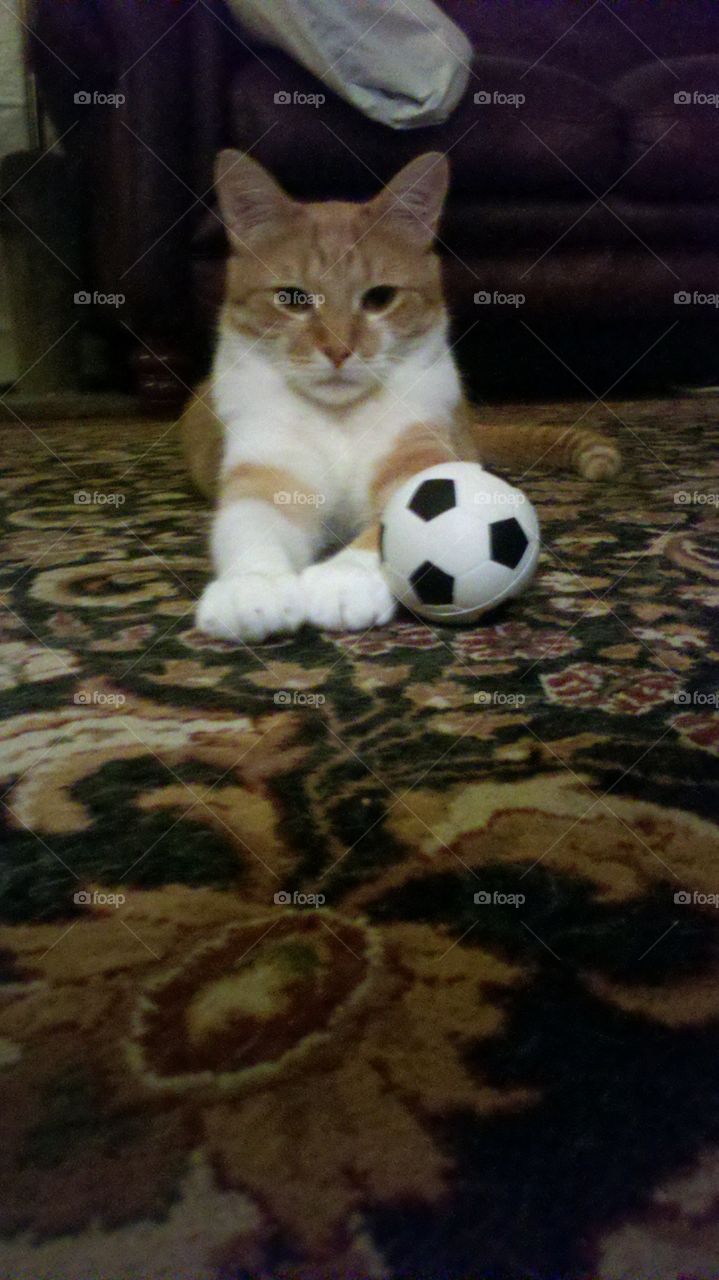 Cat Soccer Pose