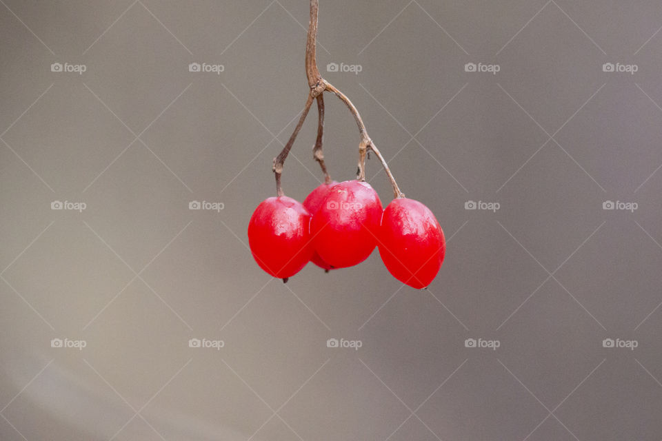 Red berries hanging from a tree