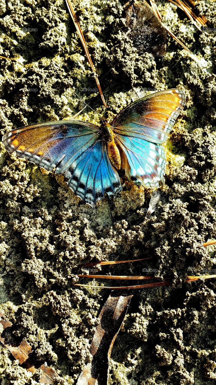 blue butterfly sitting in the sun