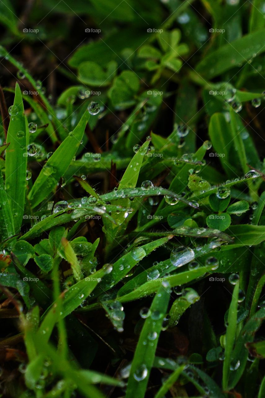 Water droplets on green grass after rain