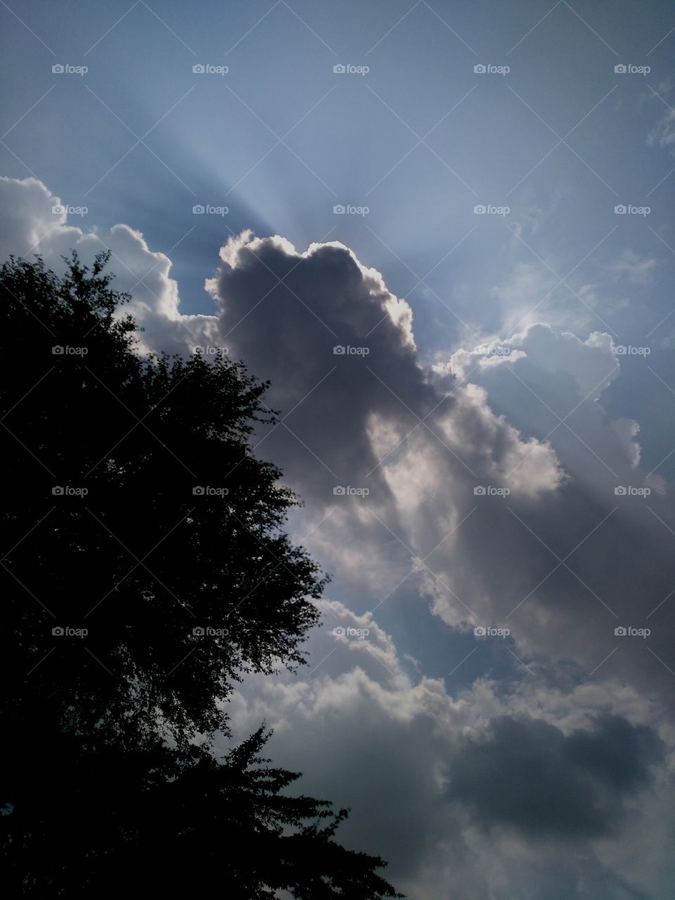 Silhouette of tree branches