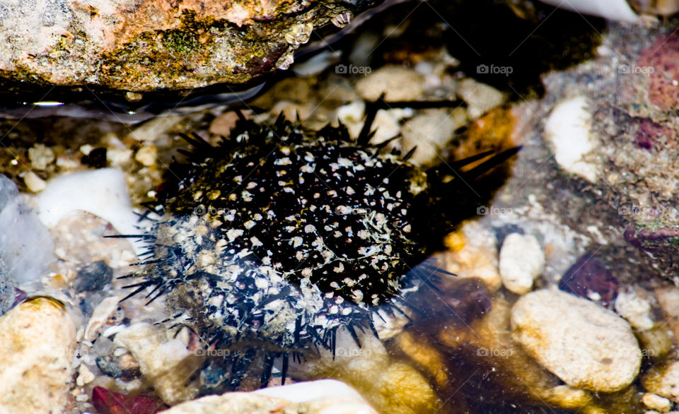 Common black sea urchin_Mangaf_Kuwait