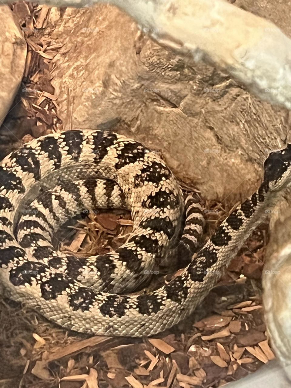 Rattle snake 