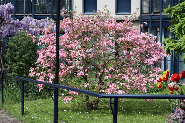 tree in spring