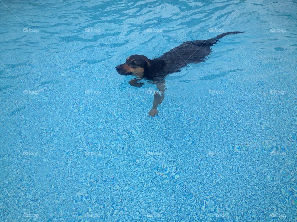 Dog in the Pool