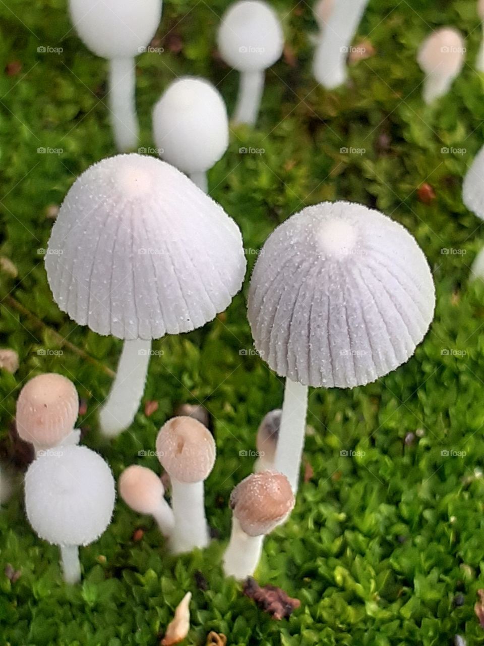 little mushrooms