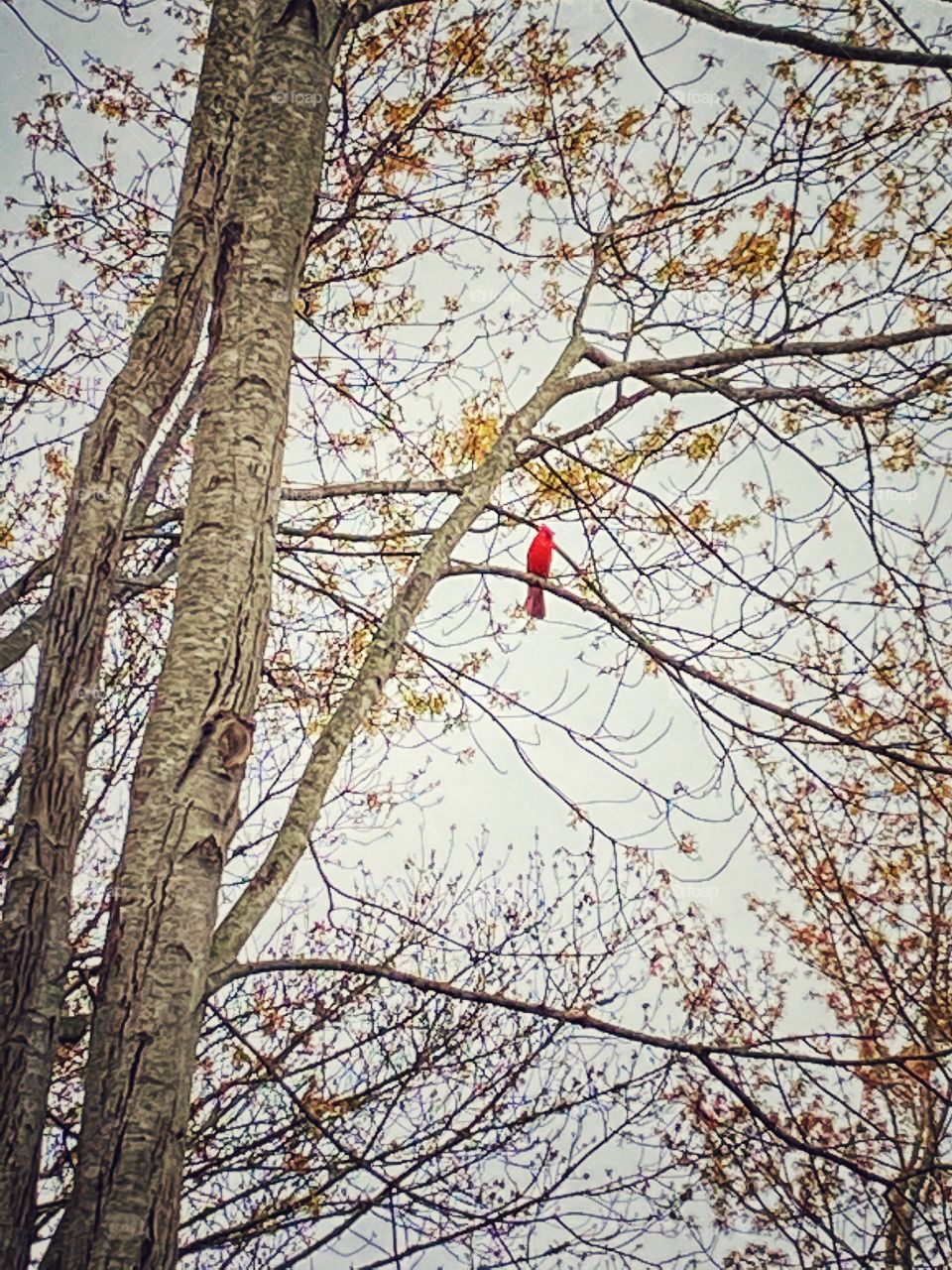 Cardinal singing in tree