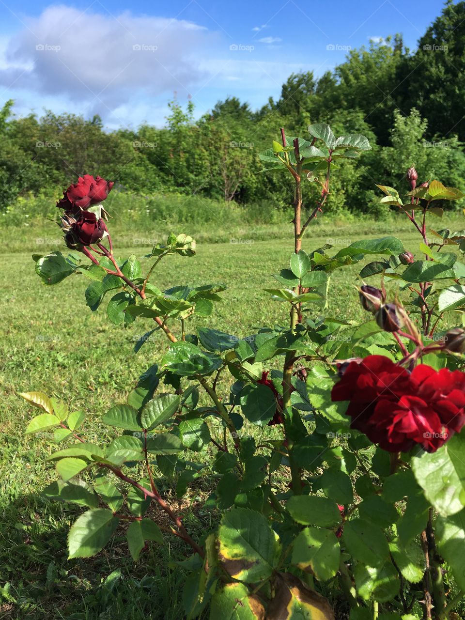 Red rose bush in country field. 