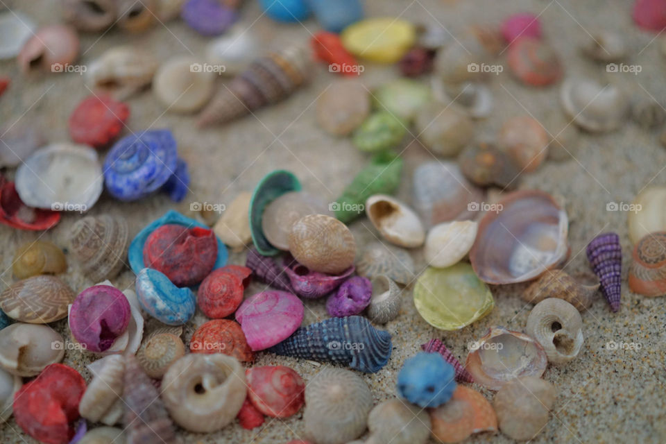 Seashells 