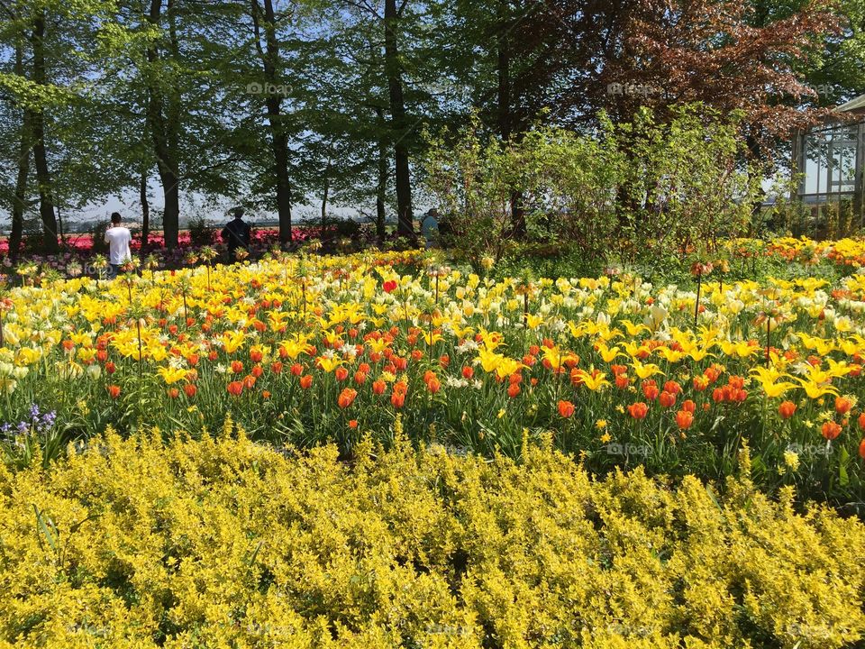 Keukenhof