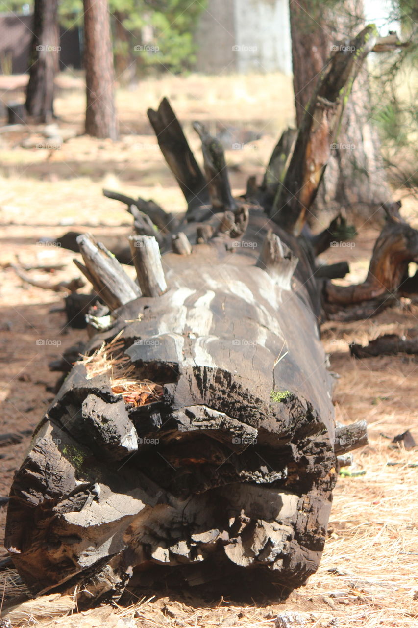 what is left after a fire