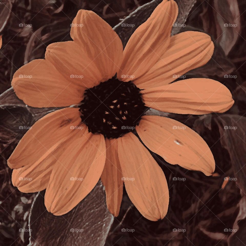 Pink (?) Wild Sunflower