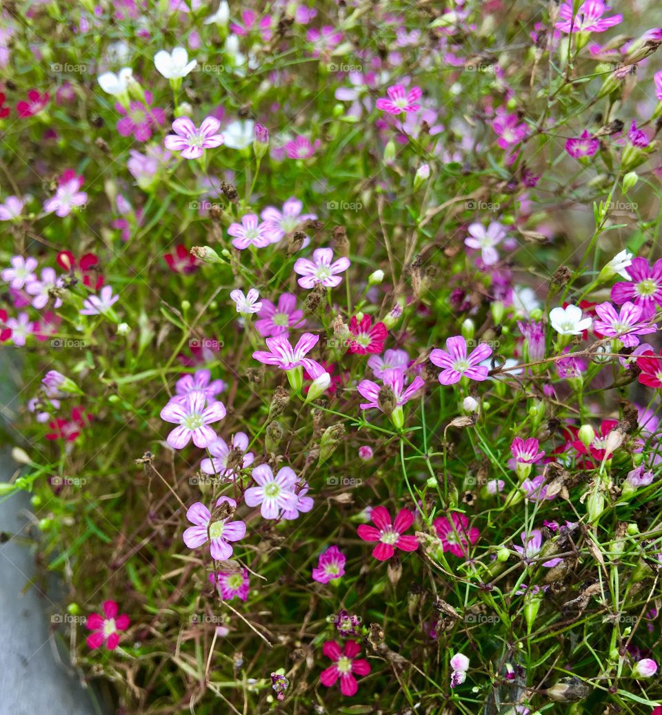 Cute tiny pink flowers 