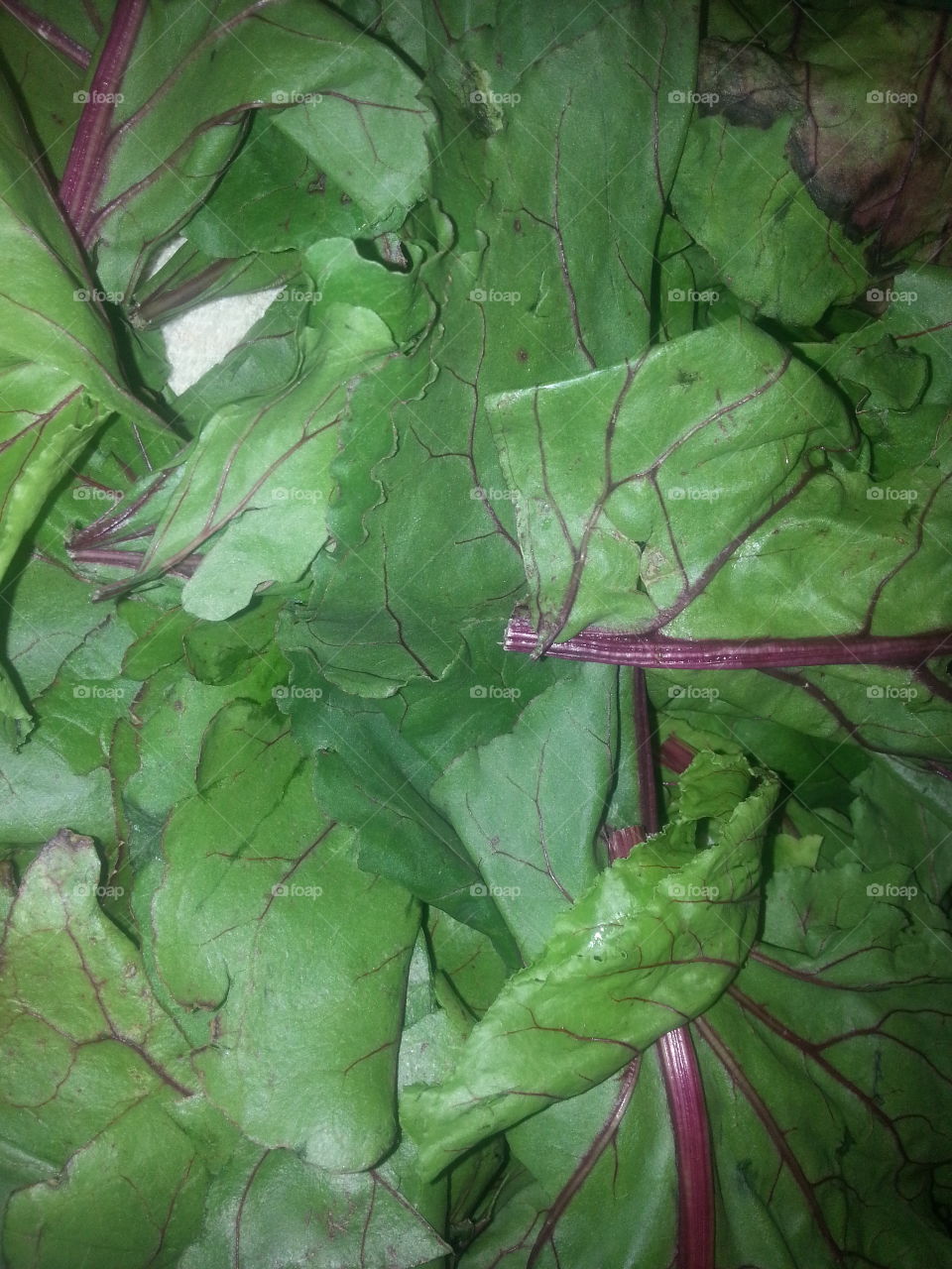 Beet leaves