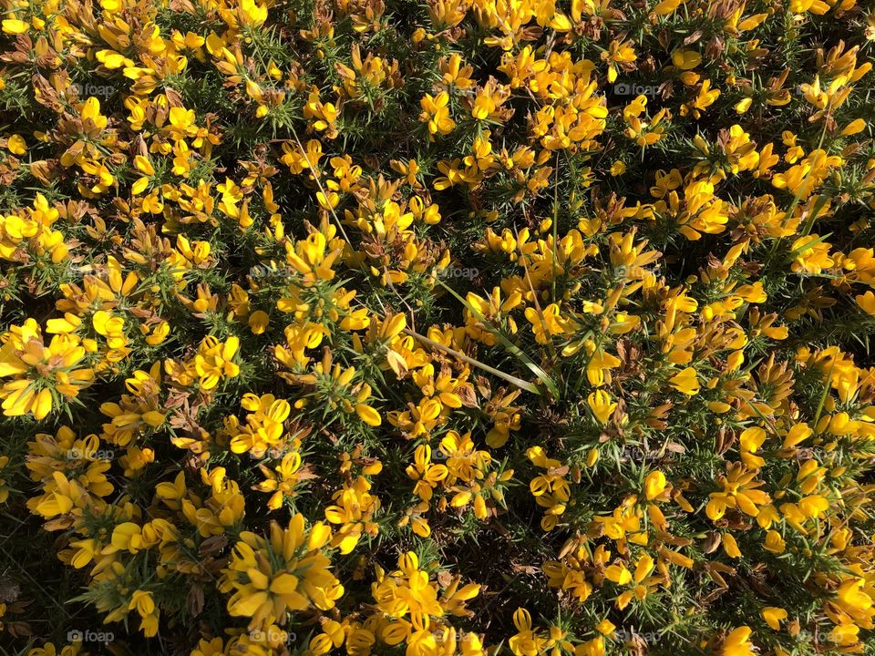 I am told that The Dartmoor National Park Gorse is early in 2019. Whether it is or not it’s amazingly beautiful.