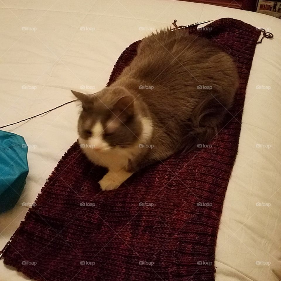 Cat On Knitting