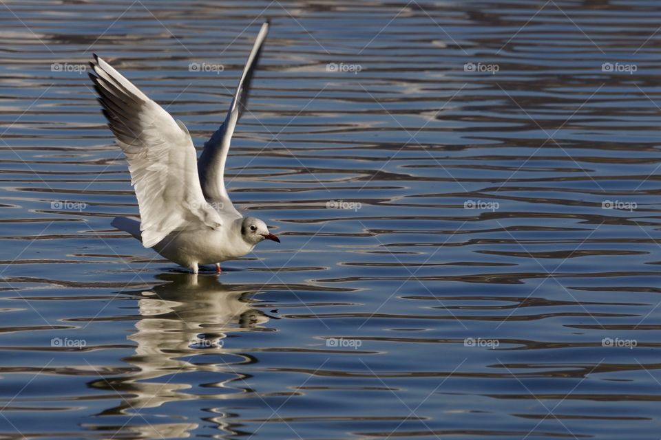 Close-up of a seagull