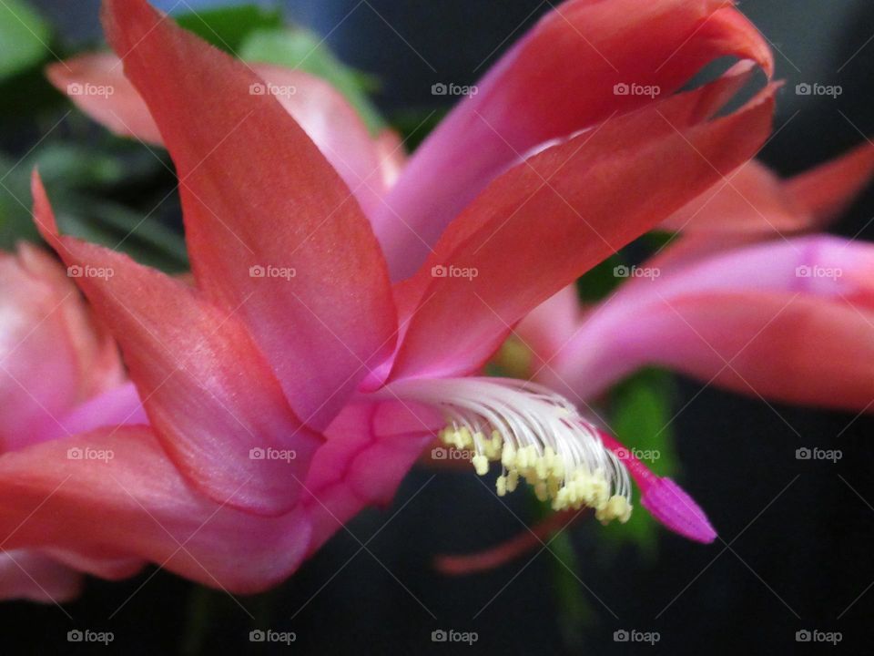 Decembrist, or Christmas, or Schlumbergera - these are all the names of the zygocactus, which was brought to Russia from tropical forests and now grows in flower pots on windowsills.  It differs from its relatives in the absence of thorns