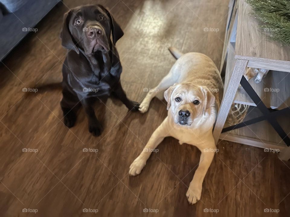Yellow Lab, & Chocolate Lab