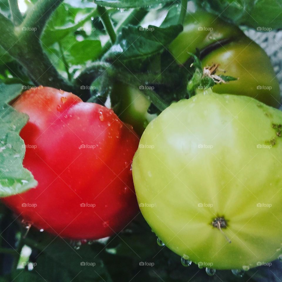 A picture of tomato fruit from the roof of my house looks great