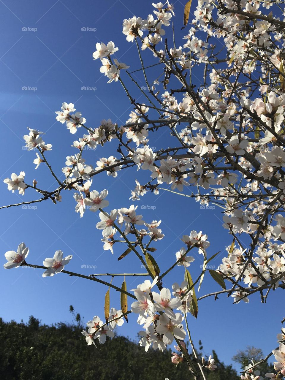 Blooming branches of almond tree on big blue sky 