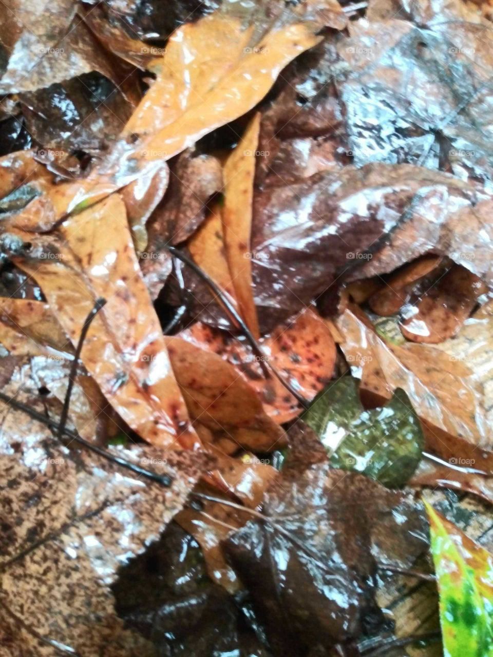 Rain soaked fall leaves
