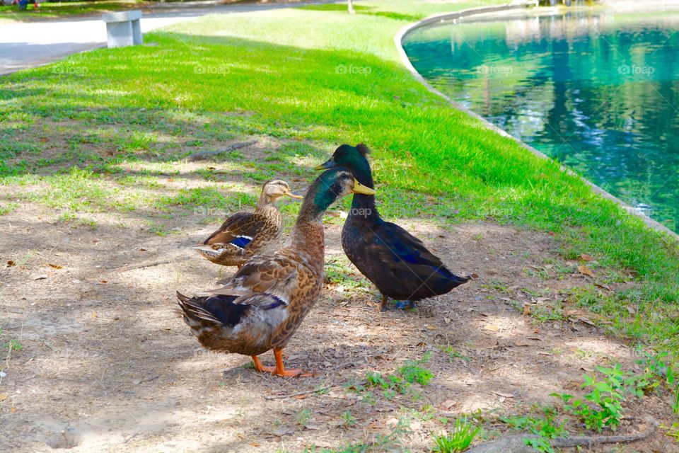 Three duck that are around the pond in the graveyard in Houston Texas 