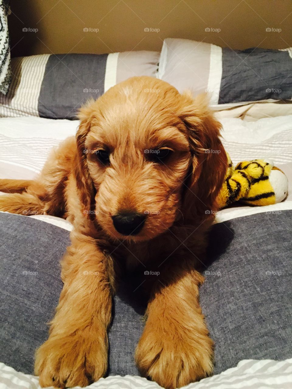 Goldendoodle puppy