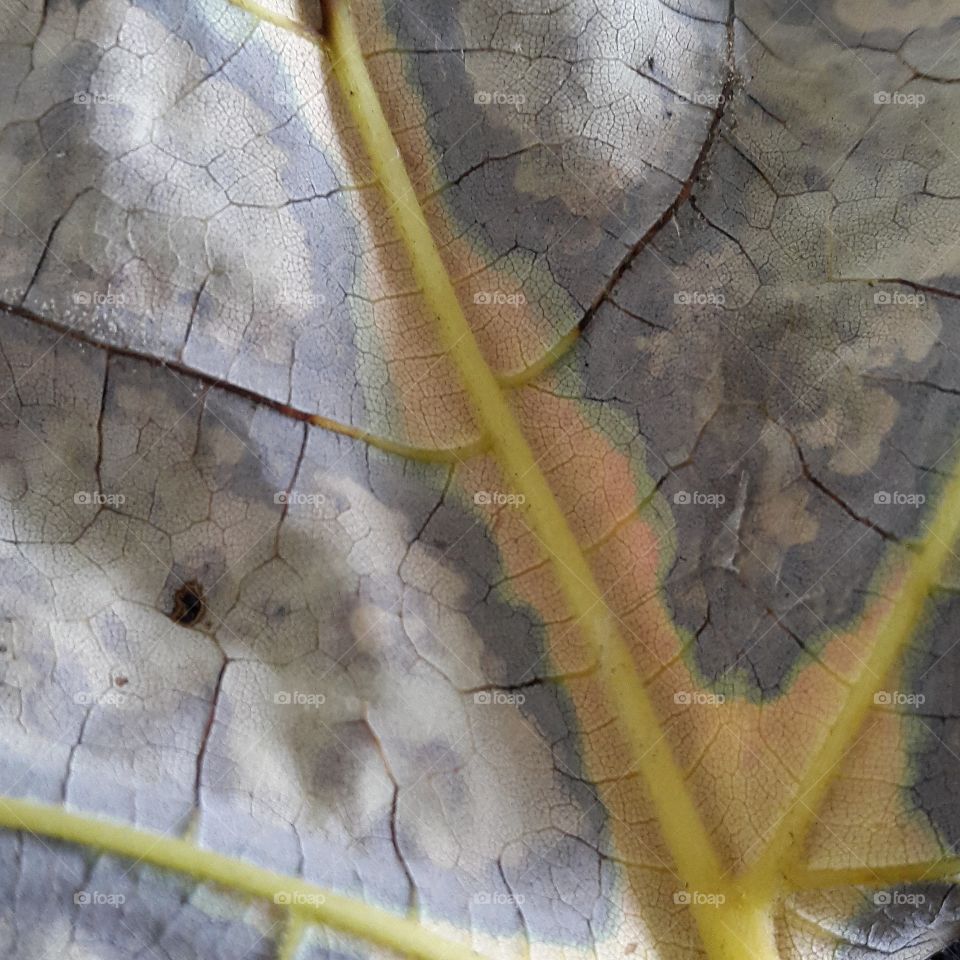 the intricate network of veins on this fallen autumn leaf is highlighted by the colour changes that brighten this season