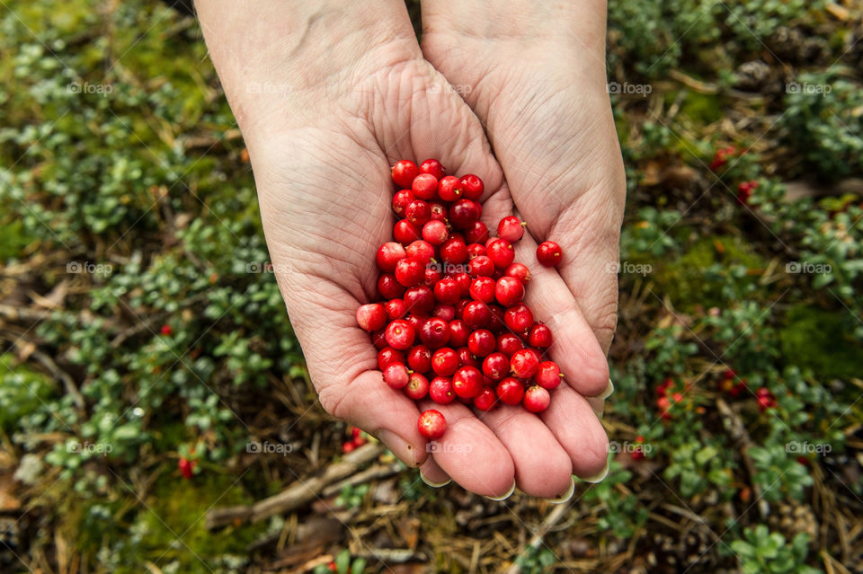 hands holding picked red berries