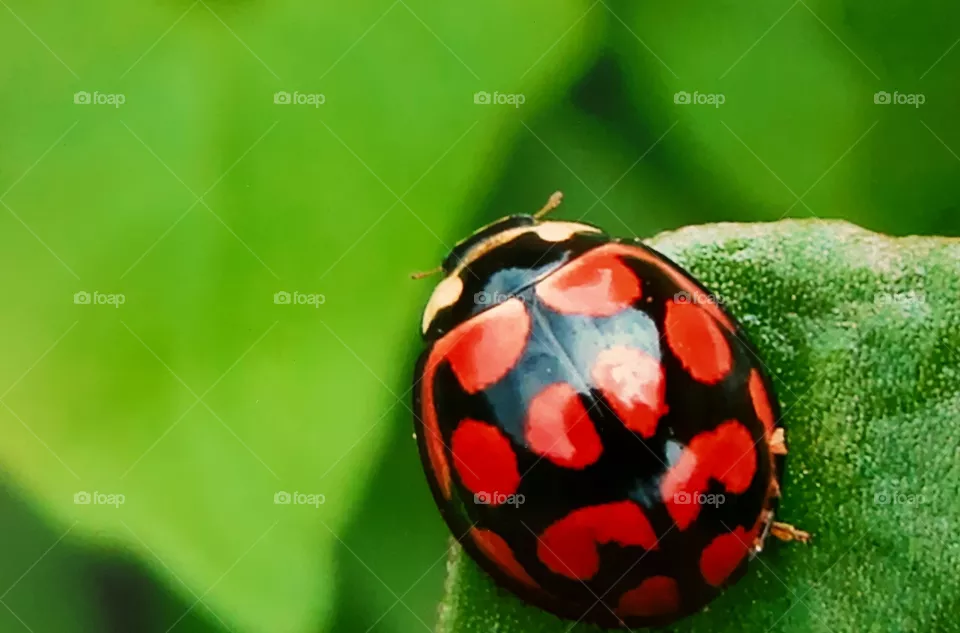 Lady bug