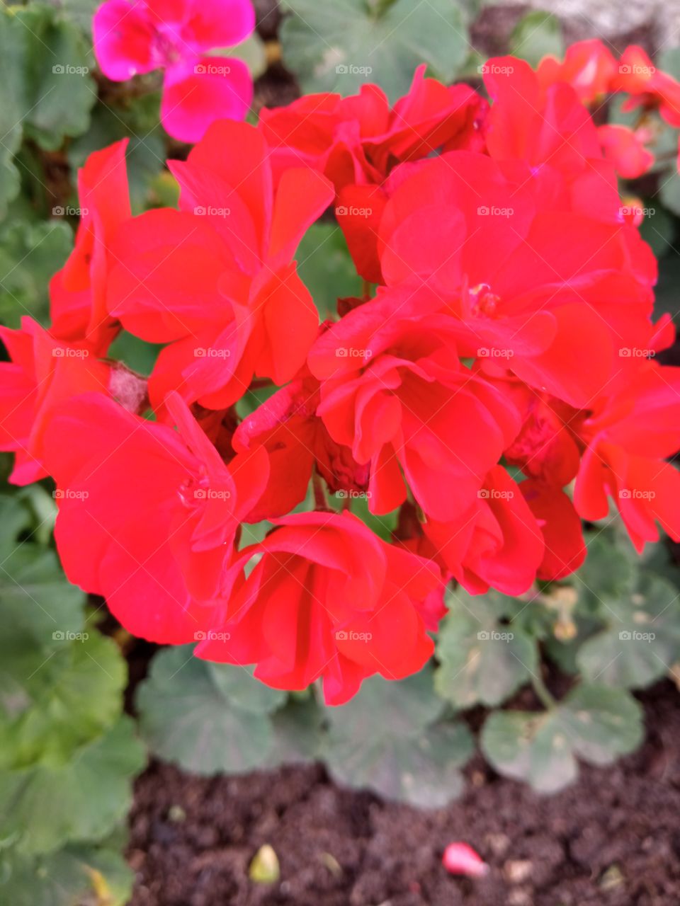 red flowers