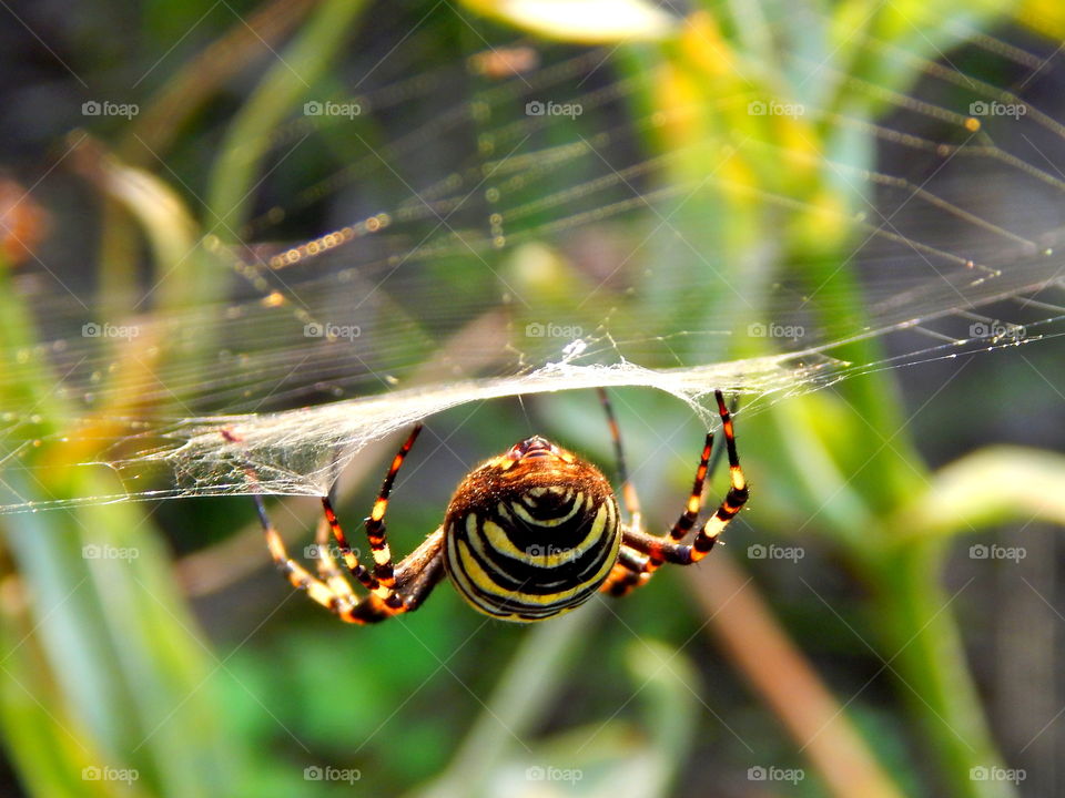 Wasp spider sitting on the web