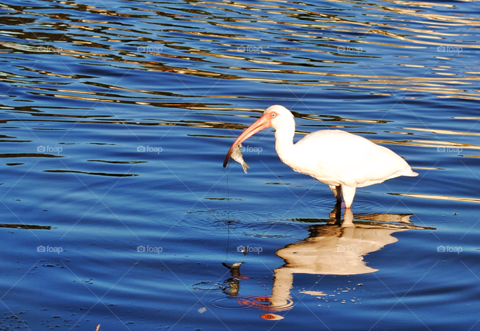 florida birds fish bird by sher4492000