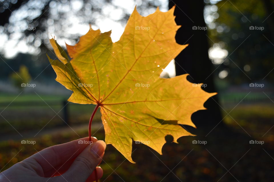 Person holding autumn leaf