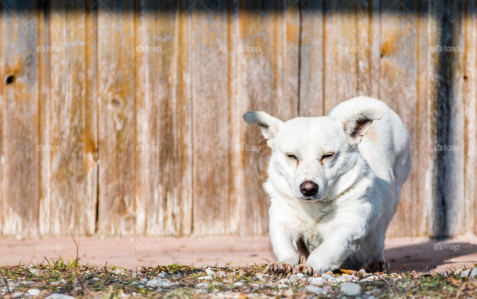 White Small Dog In Front Of Wooden Background