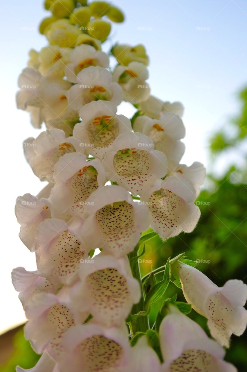 Looming flower