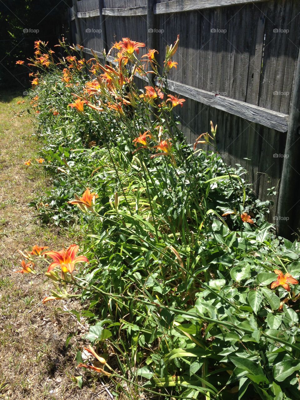Orange Backyard Flowers