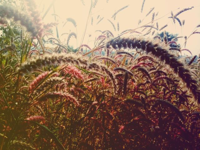 grassy