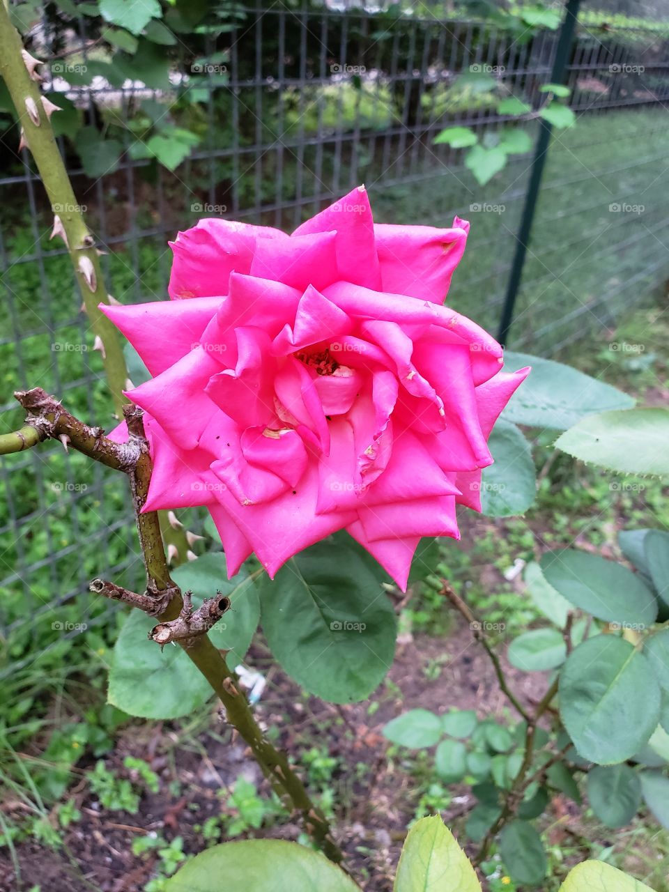 fuscia rose