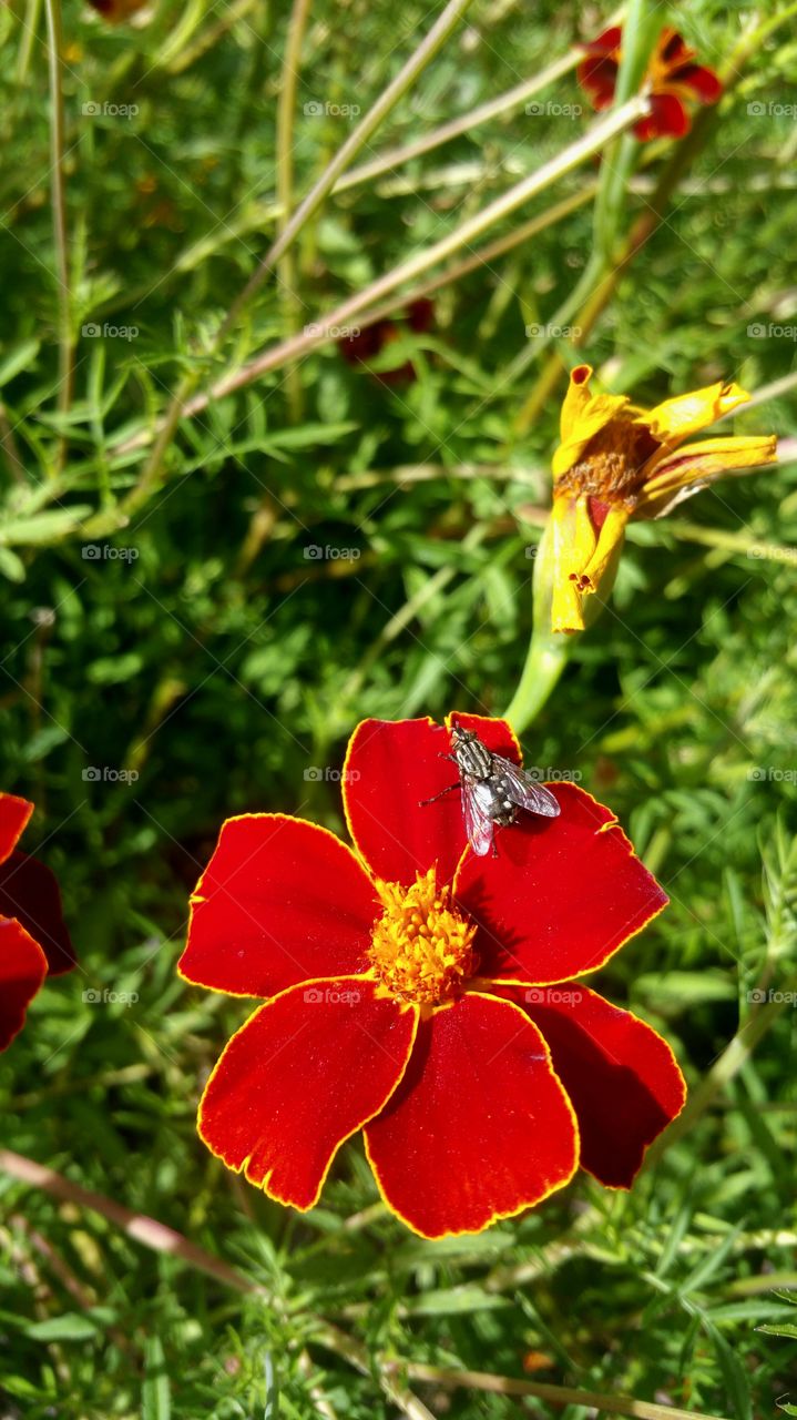 Tagetes fly