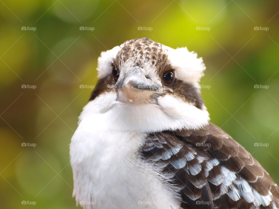 kookaburra