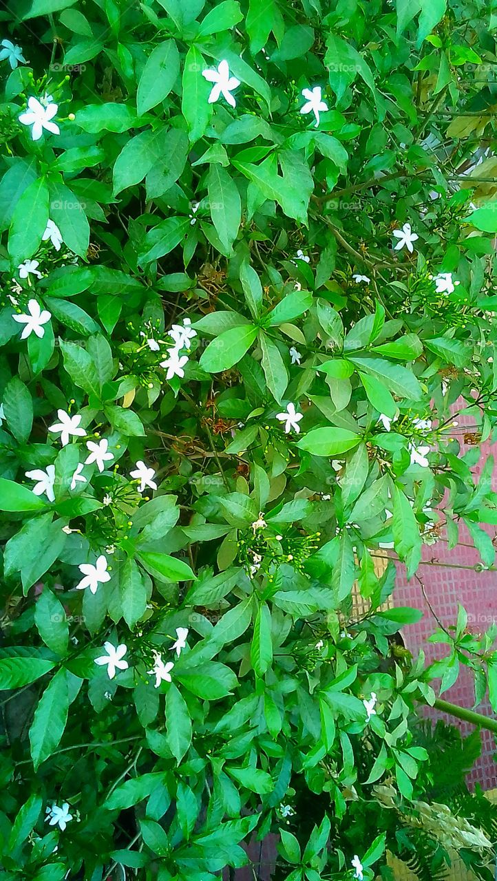 white Flowers