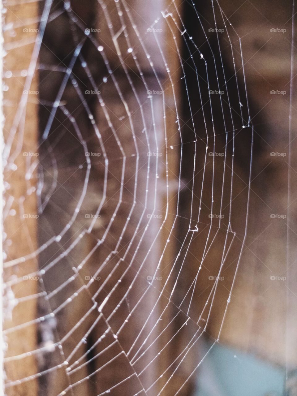 Spider web