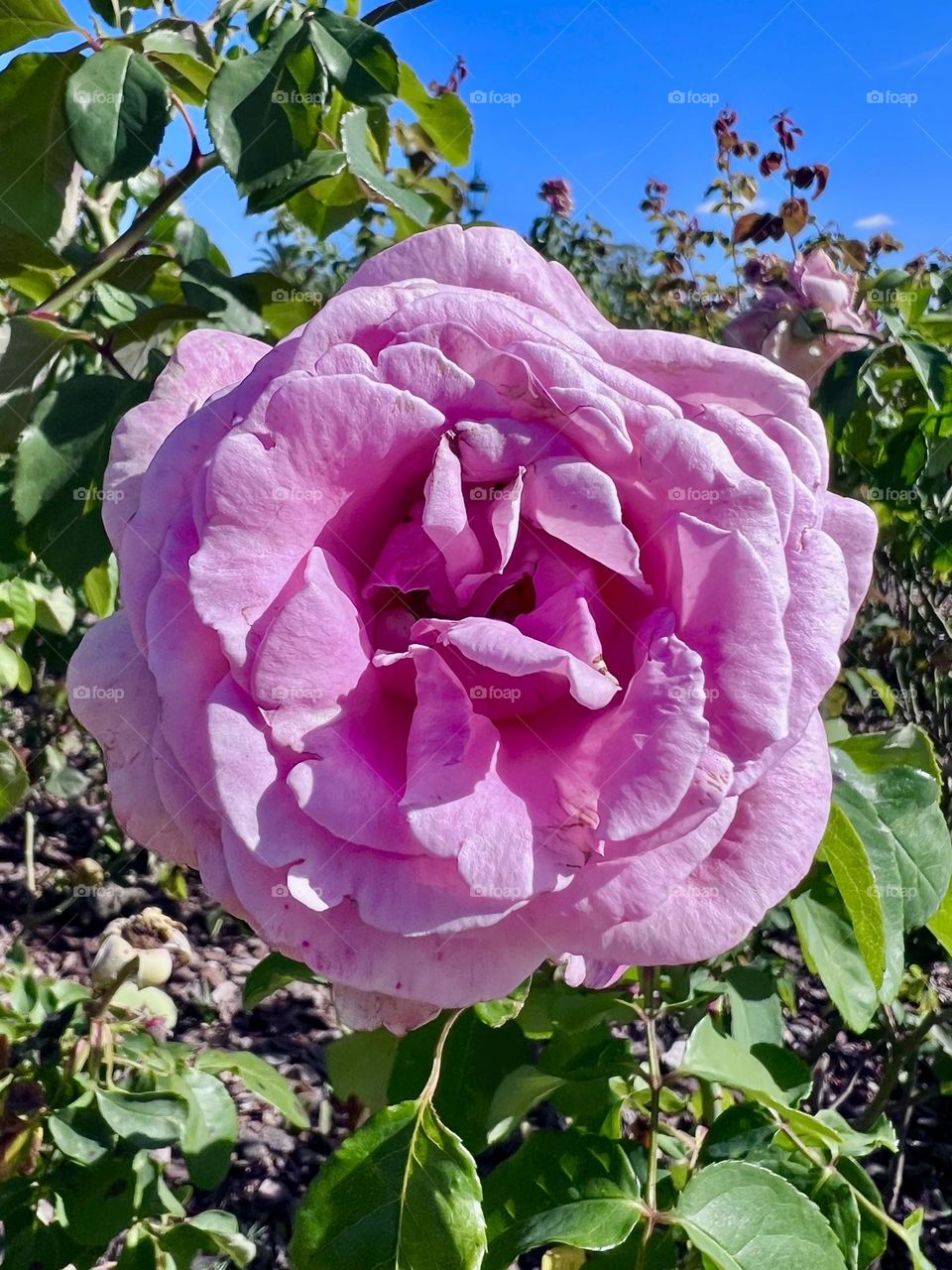 A magnificent light pink rose in a sunny garden, highlighting its voluminous and soft petals. The background is composed of vibrant green foliage under a clear blue sky, evoking a sense of tranquility and natural beauty.