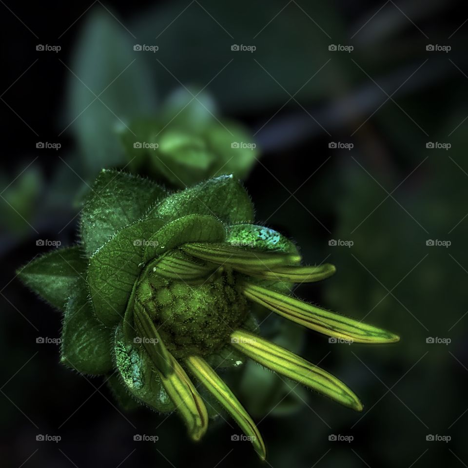 Thin leaf sunflower bloom