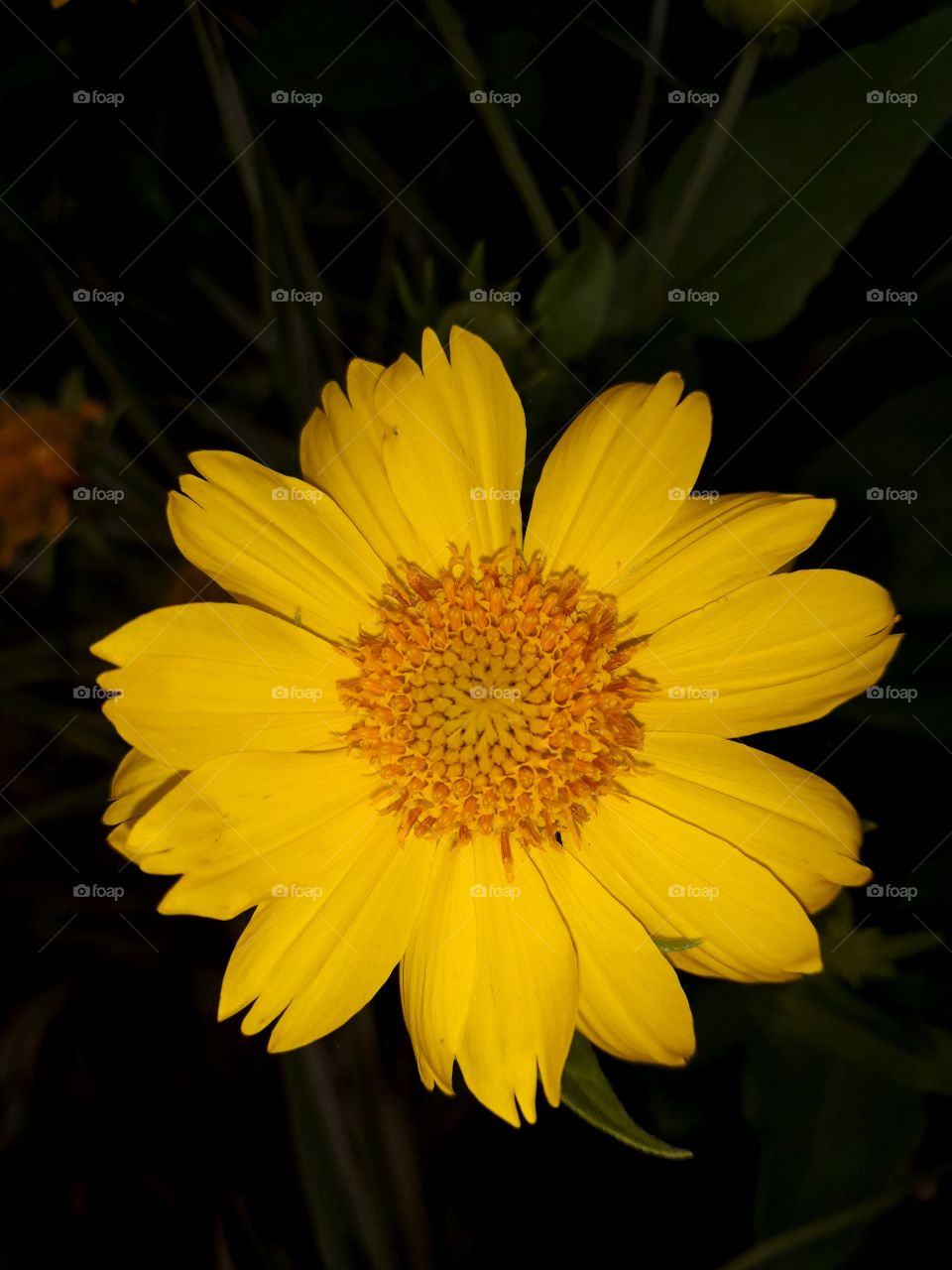 yellow flower