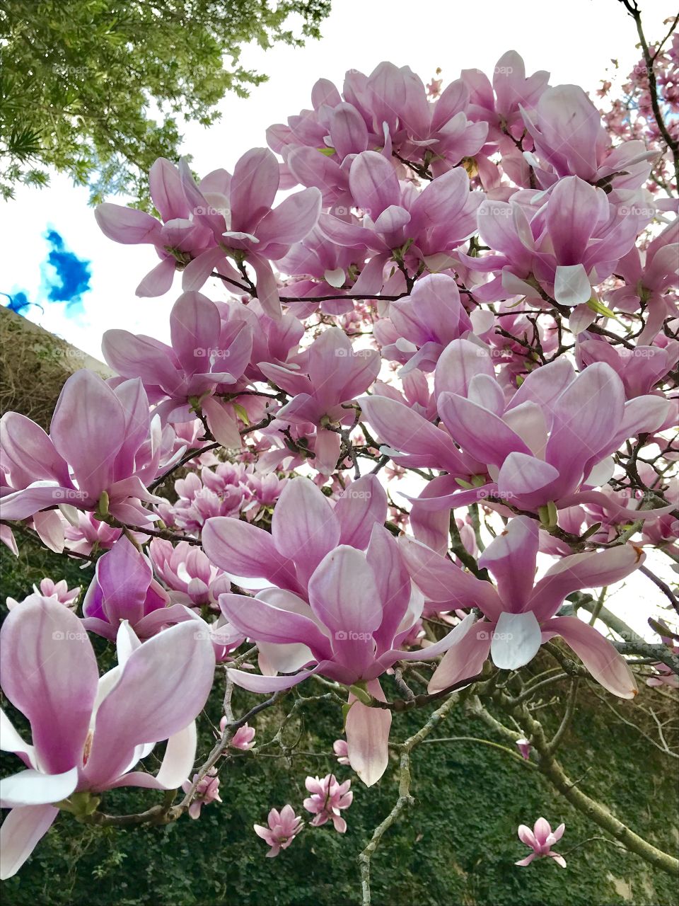 A blooming Tulip Tree with its bright and beautiful pink flowers