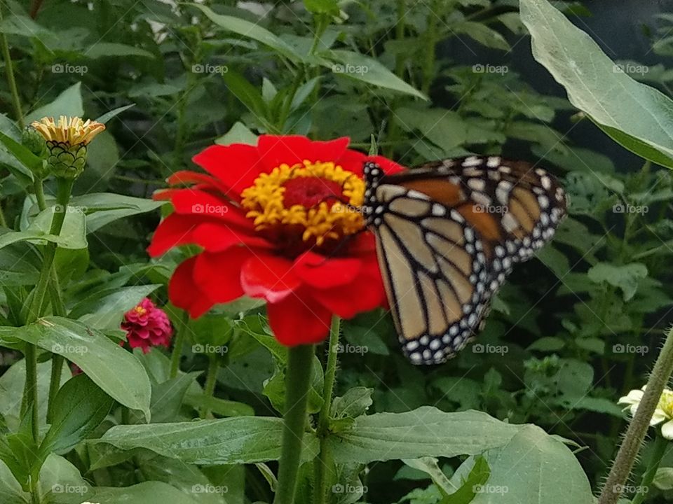 The monarch butterfly hanging on